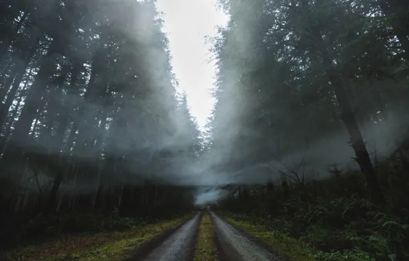 Road, forest, nature, fog, smoke, haze