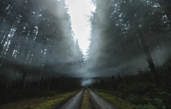 Picture road, forest, nature, fog, smoke, haze