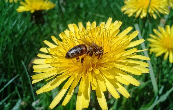Flowers, nature, dandelion