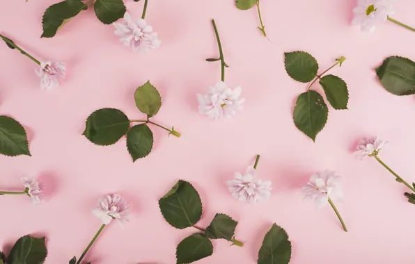 Leaves, flowers, Roses, buds, Chrysanthemum