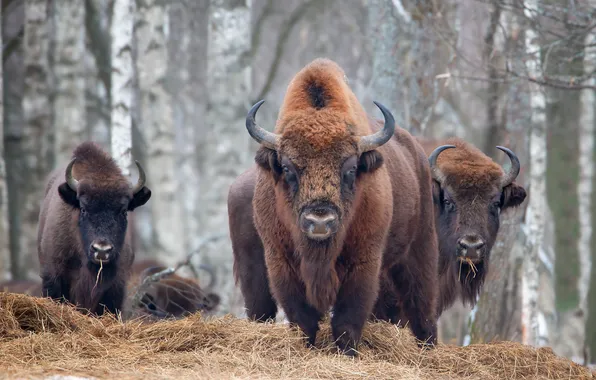 Picture hay, the herd, Tatiana Protsenko, Зубры