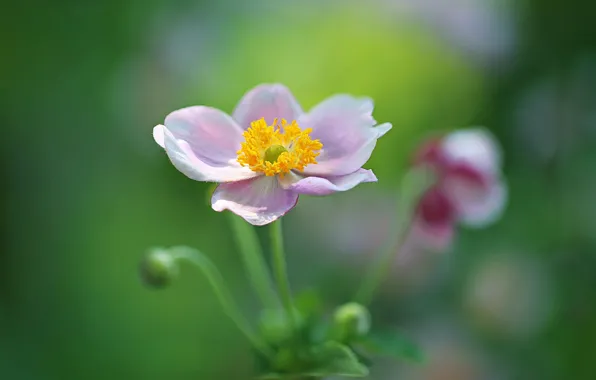 Macro, flowers, bokeh