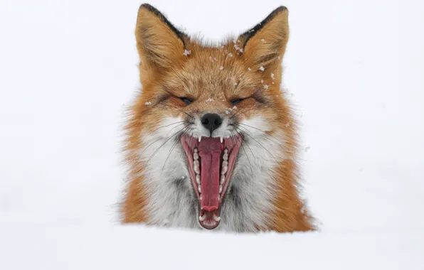 Winter, snow, mouth, Fox, Fox, yawns