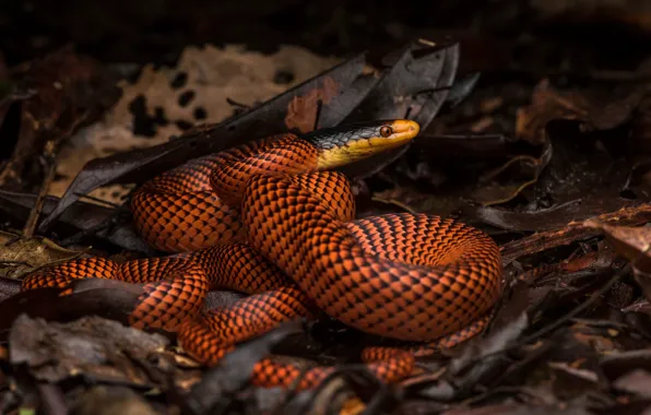 Picture look, the dark background, red, leaves, snake, reptile