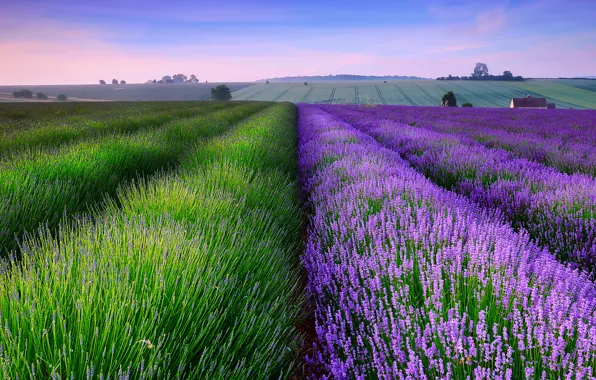 Picture field, summer, sunset, house, England, the evening, lavender