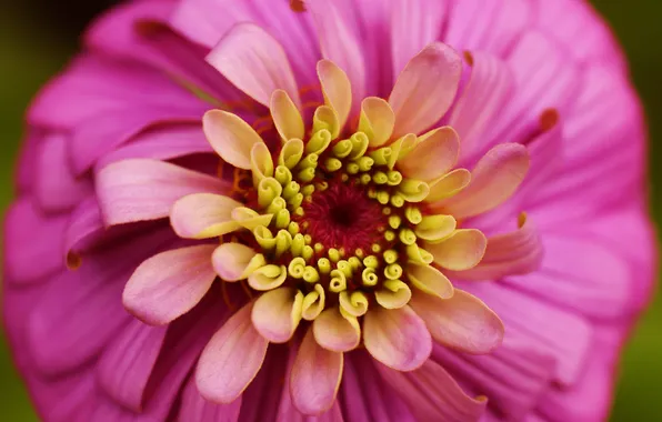 Picture flower, macro, pink, petals