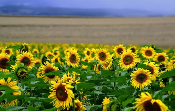Picture field, sunflowers, landscape, flowers