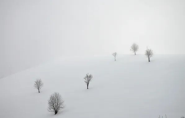 Field, snow, landscape, fog