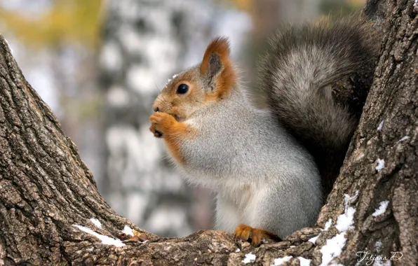Wallpaper tail, protein, trees
