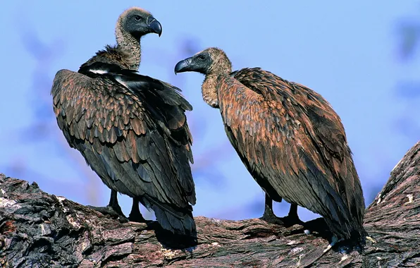 The sky, sunlight, scavengers, the trunk of the tree, leisure, Vultures