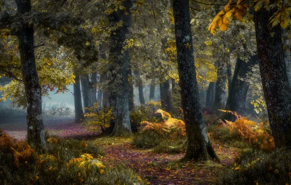 Picture forest, trees, nature