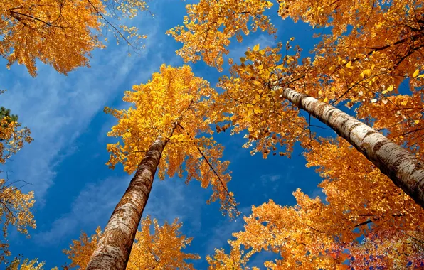 Yellow leaves, Autumn, birch