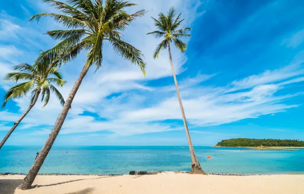 Sand, sea, beach, summer, the sky, the sun, palm trees, shore