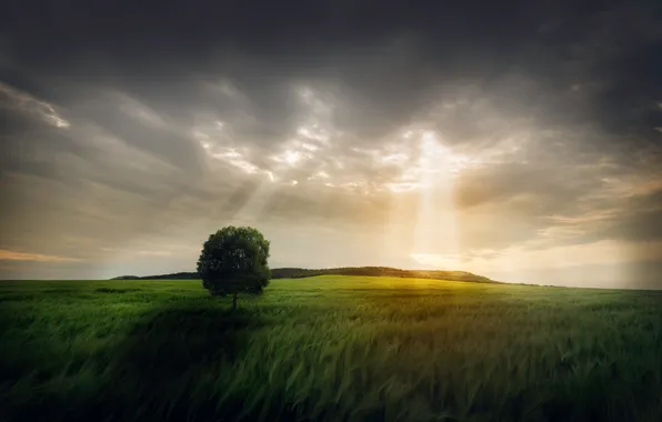 Picture field, the sky, rays, light, tree
