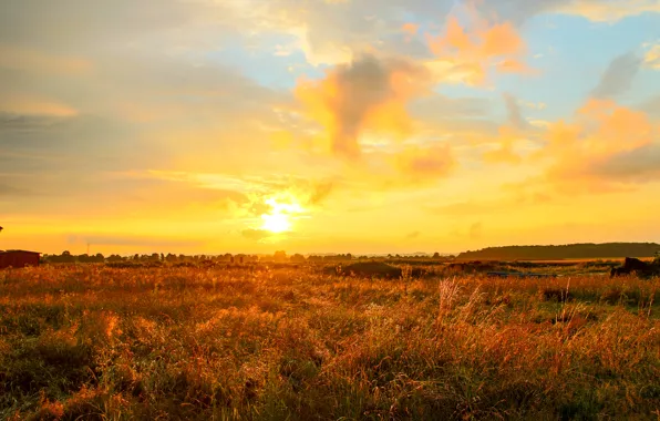 Picture field, clouds, sunrise, horizon, yellow sky