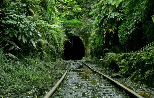 Picture trees, landscape, nature, rails, plants, jungle, railroad, the tunnel