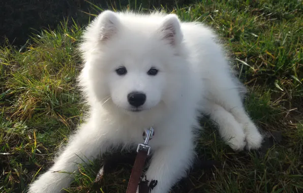 Picture white, dog, puppy, the Samoyed