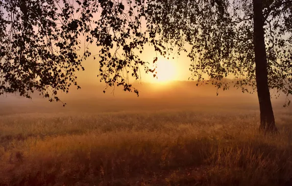Field, grass, the sun, fog, tree, dawn, branch, foliage