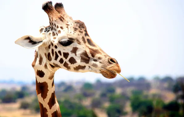 Nature, Giraffe, Africa, Animal