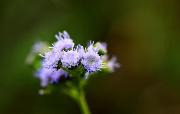 Greens, flower, macro, lilac, buds, inflorescence, ageratum