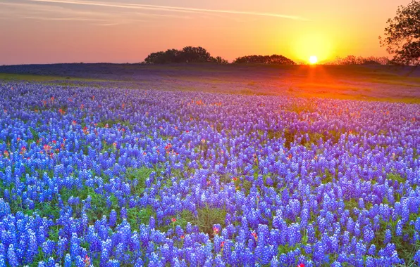 Sunset, flowers, meadow, Lupin
