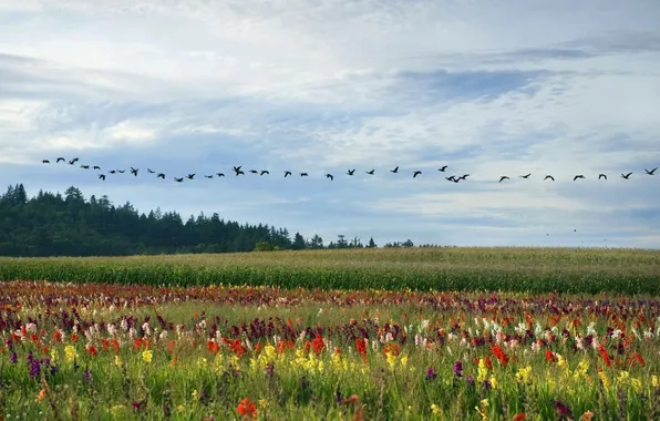 Field, flowers, birds, meadow, Brazil, geese