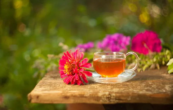 Flowers, tea, drink, zinnia