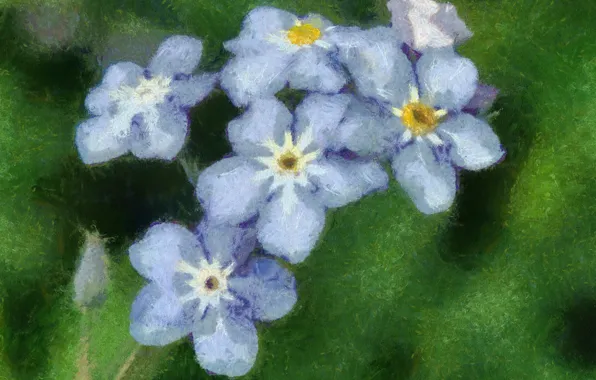 Flower, gentle, blue, Bud