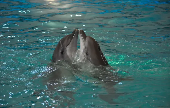 Animals, water, nature, pair, dolphins
