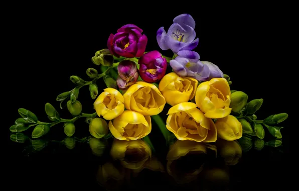 Picture macro, reflection, buds, black background, freesia