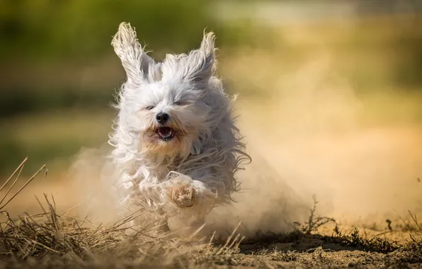 Picture dog, dust, running, The Havanese, shaggy