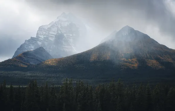 Forest, mountains, fog, rocks, the slopes, tops, height, ate