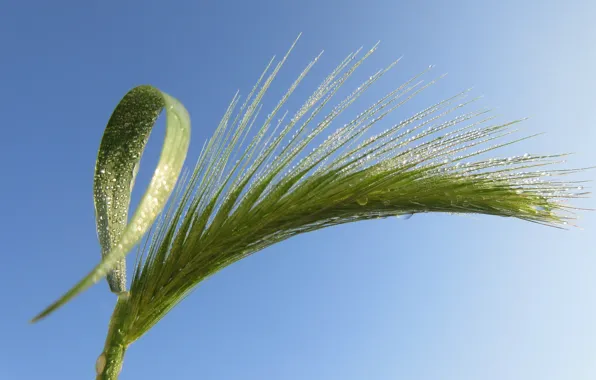 The sky, Rosa, A blade of grass, Spike, Mamala ©, Summer 2018