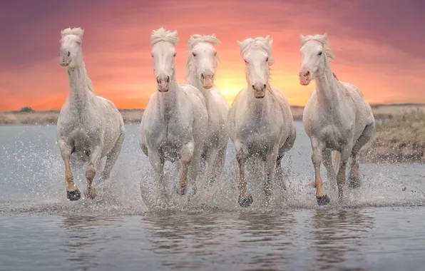The sky, the sun, sunset, squirt, shore, horses, the evening, horse