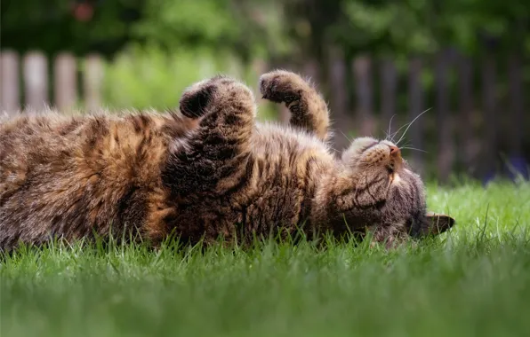 Cat, grass, cat, look, face, grey, glade, the fence