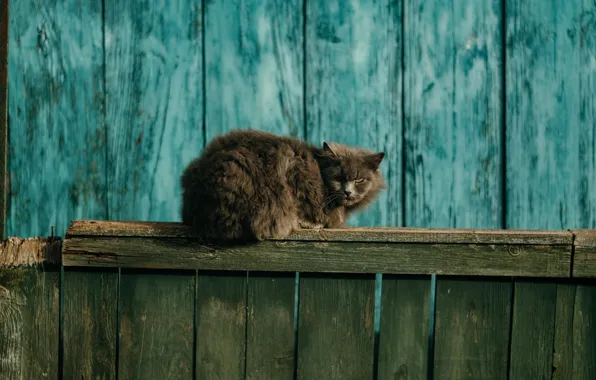 Cat, cat, grey, the fence