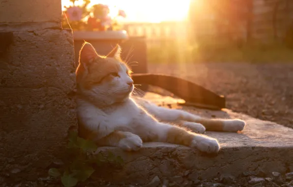 Cat, cat, sunset, red, Kuzma