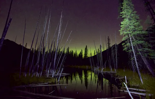Picture forest, the sky, trees, Northern lights, swamp, night star