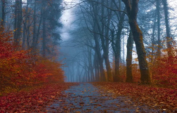 Picture road, autumn, forest, leaves, trees, branches, fog, Park