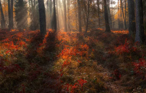 Autumn, forest, grass, leaves, light, trees, branches, fog