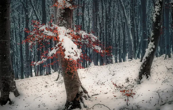 Picture winter, forest, snow