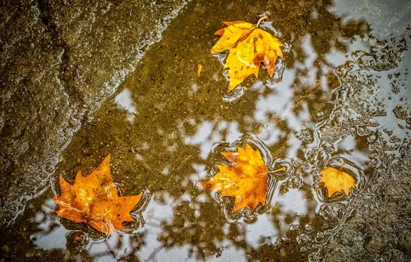 Picture autumn, leaves, maple