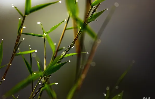 Drops, macro, bamboo, peresharp, Ruth Mora рhotography