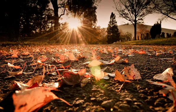 Picture road, autumn, the sun, macro, rays, light, glare, foliage