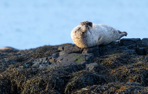 Sea, face, pose, stones, shore, vegetation, seal, lies