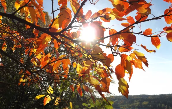 Autumn, the sun, bright, nature, Blik, brightness, bright red