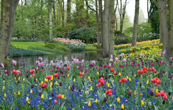 Trees, flowers, branches, lake, Park, trees, park, flowers