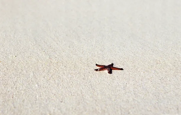 Beach, star, sea