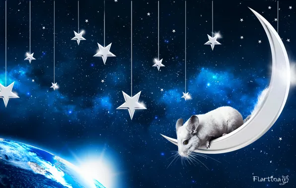 Space, the moon, pet, the sky., chinchilla, chinchilla