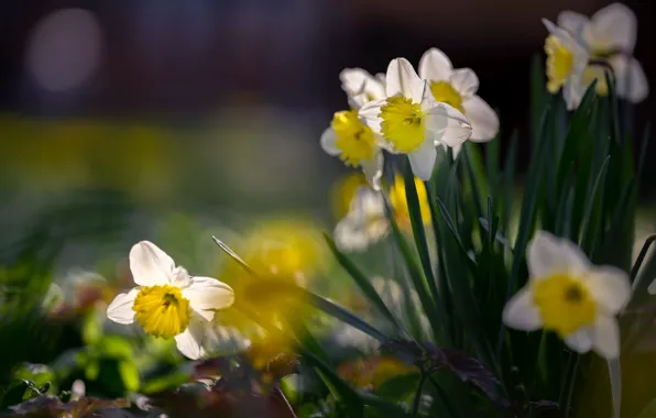 Picture greens, light, flowers, yellow, glade, blur, spring, garden